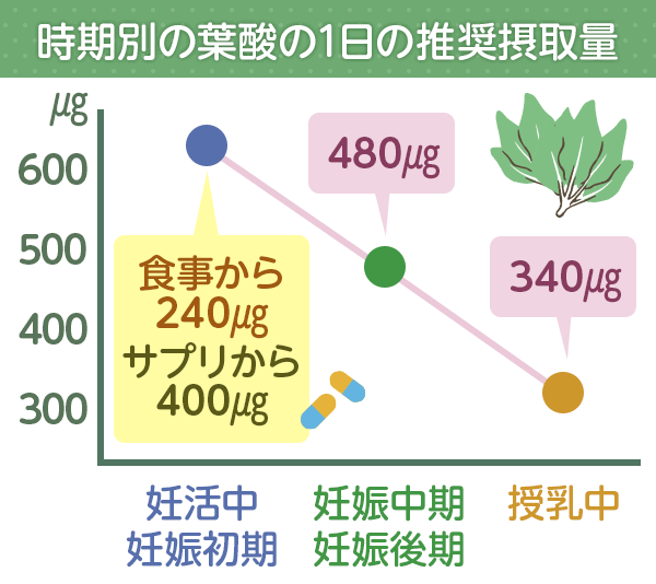 時期別の葉酸の1日の推奨摂取量の折れ線グラフ
